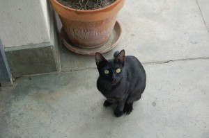 Se llama Mina, se lo pasa pipa en el cortijo, todo le llama la atención.