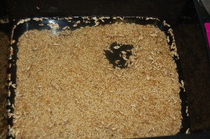 Primera agua, no sale muy turbia y apenas flotan impurezas... 